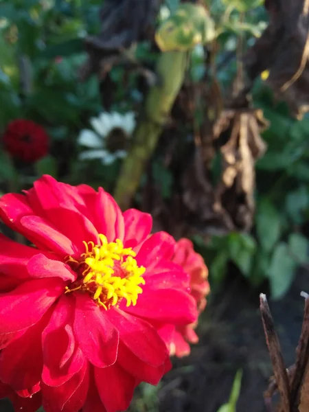 Vertikální Záběr Červené Zinku Zahradě Pod Slunečním Světlem Rozmazaným Pozadím — Stock fotografie