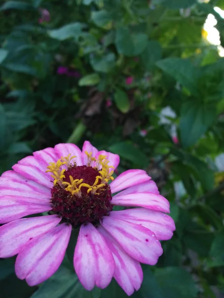 Plano Vertical Una Zinnia Rosa Jardín Bajo Luz Del Sol — Foto de Stock