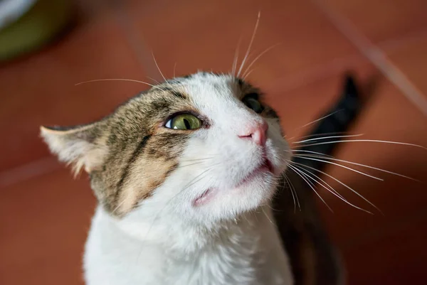 Hög Vinkel Skott Katt Som Står Golvet Hemma — Stockfoto