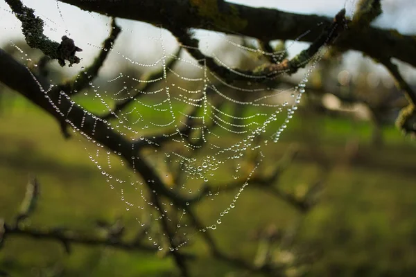 Eine Nahaufnahme Eines Spinnennetzes Das Mit Regentropfen Auf Einem Ast — Stockfoto