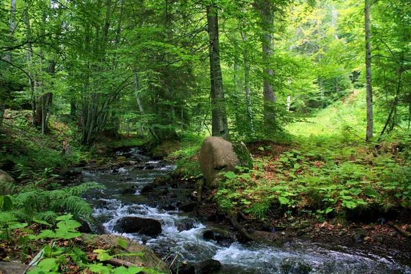 Ein Dicht Bewaldetes Gebiet Mit Einem Felsigen Wasserlauf Der Durch — Stockfoto