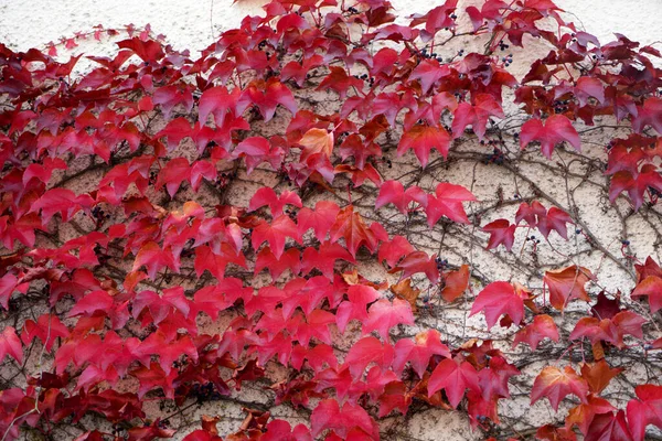 Крупный План Осенних Красных Листьев Вьющихся Бетонной Стене — стоковое фото