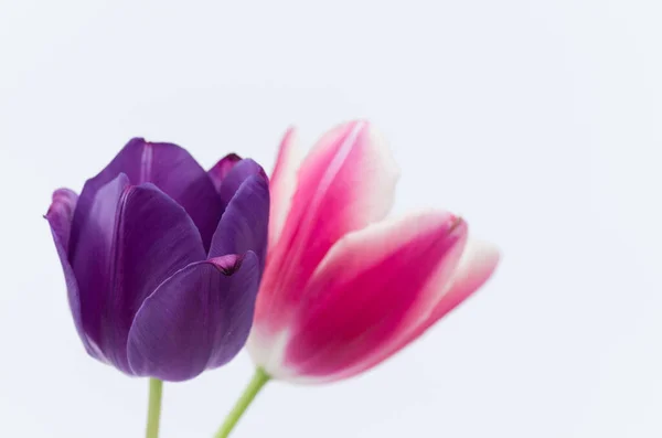 Крупный План Двух Красочных Цветов Тюльпана Белом Фоне — стоковое фото