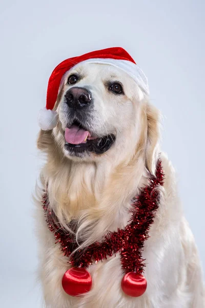 Eine Vertikale Aufnahme Eines Niedlichen Retrievers Mit Weihnachtsmütze Und Glänzenden — Stockfoto