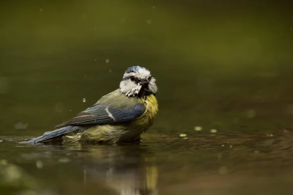 Selective Focus Shot Great Tit Bird Water — Zdjęcie stockowe