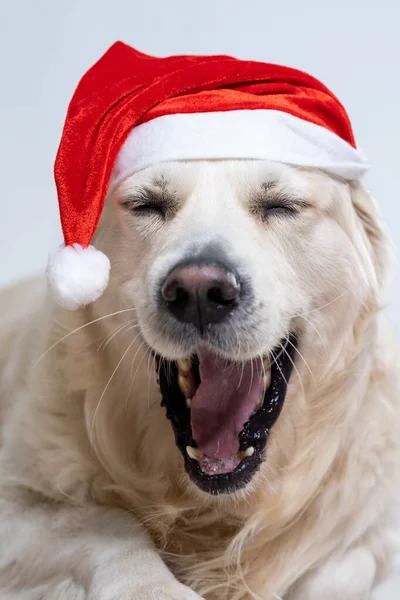 Eine Vertikale Aufnahme Eines Niedlichen Retrievers Mit Weihnachtsmütze — Stockfoto