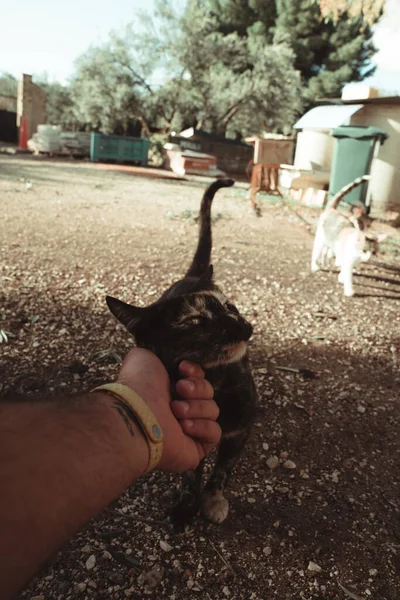 Męska Ręka Głaskająca Słodkiego Kotka — Zdjęcie stockowe