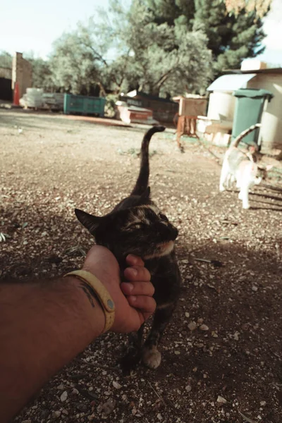 Una Mano Masculina Acariciando Lindo Gatito — Foto de Stock