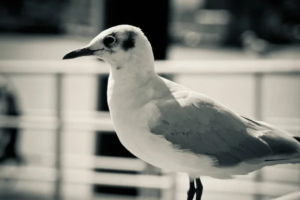 Closeup Grayscale Shot Seagull Outdoors Daylight — Stock Photo, Image