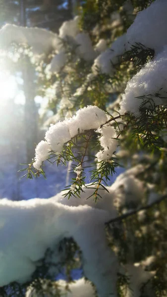 Tiro Vertical Nieve Las Ramas Árbol — Foto de Stock