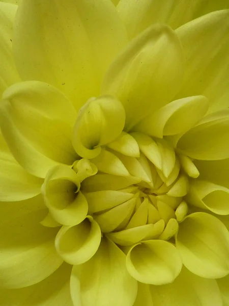 Bahçede Açan Sarı Bir Dahlia Çiçeğinin Makro Görüntüsü — Stok fotoğraf