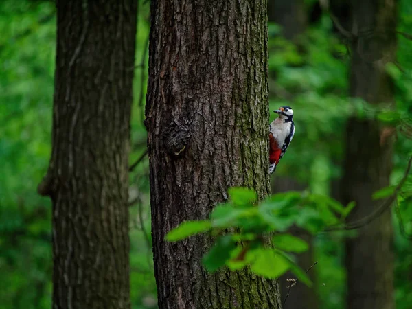 Eine Selektive Fokusaufnahme Eines Buntspechts Auf Einem Baum — Stockfoto