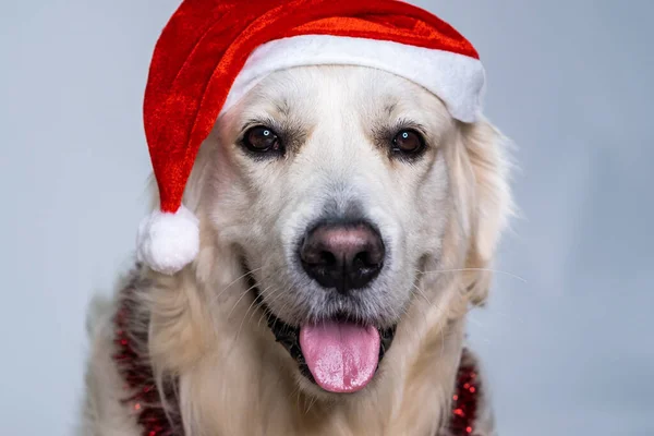 Closeup Shot Cute Retriever Wearing Christmas Hat Shiny Decorations — Stock Photo, Image