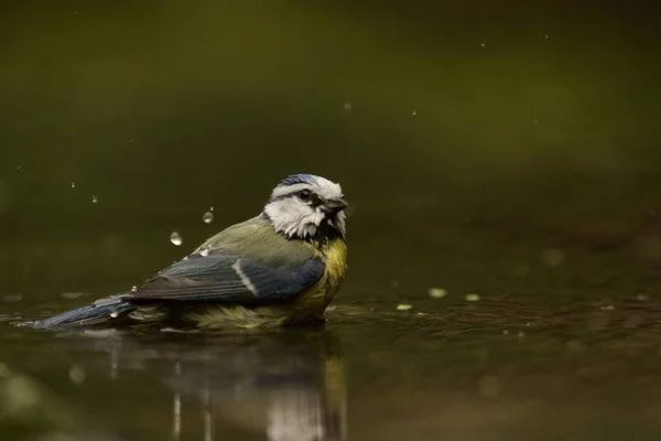 Selective Focus Shot Great Tit Bird Water — Zdjęcie stockowe