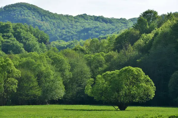 一棵小树 周围环绕着郁郁葱葱的绿叶和小山 — 图库照片