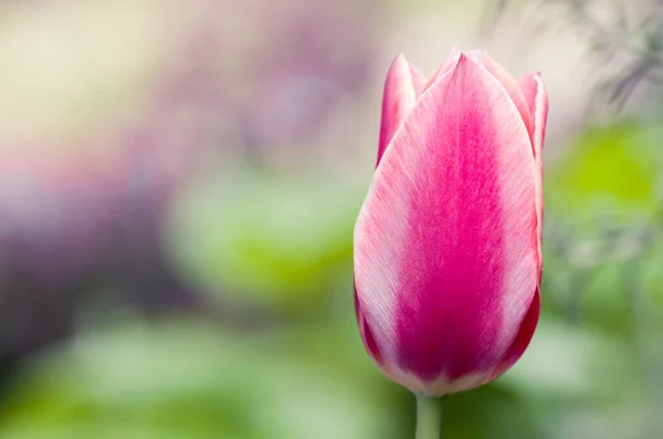 Foco Suave Uma Flor Tulipa Rosa Contra Jardim Embaçado — Fotografia de Stock