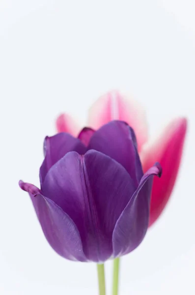 Tiro Vertical Duas Flores Tulipa Coloridas Isoladas Fundo Branco Com — Fotografia de Stock