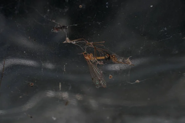 Nahaufnahme Einer Libellenfalle Auf Einem Spinnennetz — Stockfoto