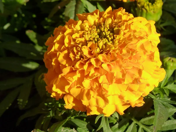 Eine Schöne Aufnahme Einer Gelben Ringelblume Voller Blüte — Stockfoto