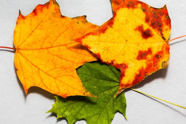 Górny Widok Zbliżenie Trzech Jesiennych Kolorowych Liści Papierowym Tle — Zdjęcie stockowe