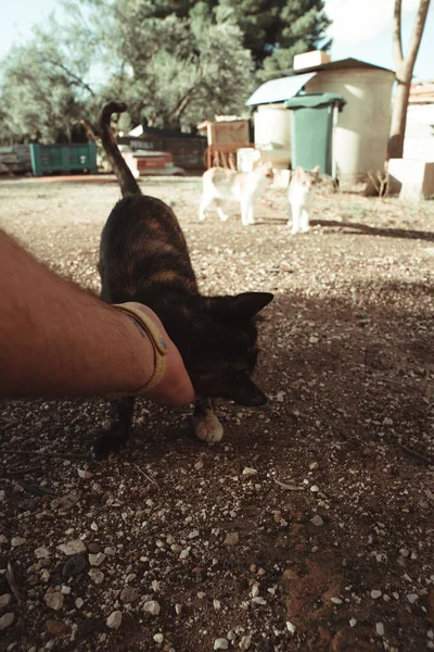 Una Mano Masculina Acariciando Lindo Gatito — Foto de Stock