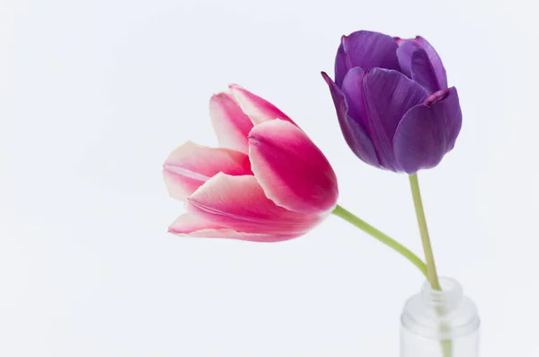 Крупный План Двух Красочных Цветков Тюльпана Белом Фоне Пространством Текста — стоковое фото