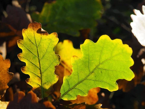 Eine Nahaufnahme Der Blätter Von Herbstbäumen — Stockfoto
