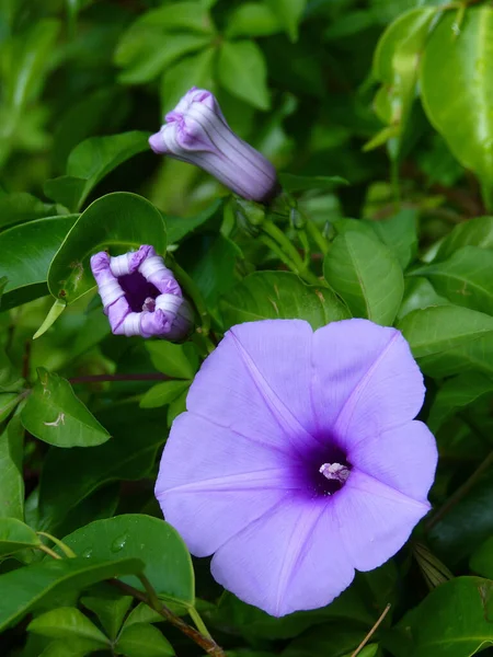 Ένα Κάθετο Πλάνο Ενός Μπλε Λουλουδιού Που Λέγεται Πρωινή Δόξα — Φωτογραφία Αρχείου