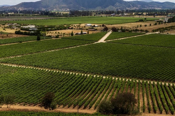 Een Hoge Hoek Opname Van Een Chileense Wijngaard — Stockfoto