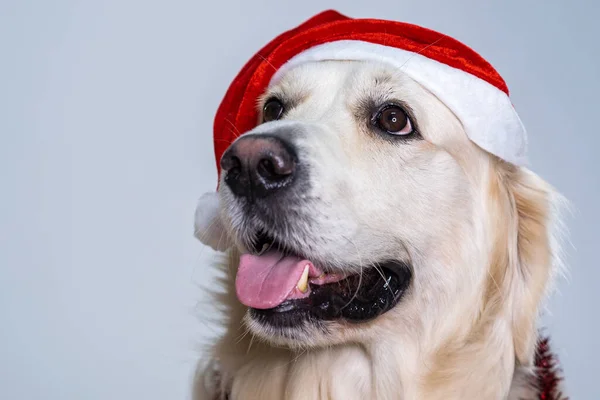Uma Foto Close Recuperador Bonito Usando Chapéu Natal Decorações Brilhantes — Fotografia de Stock
