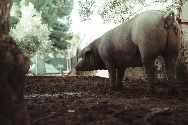 Uma Visão Traseira Porco Uma Fazenda Com Galinhas Fundo — Fotografia de Stock