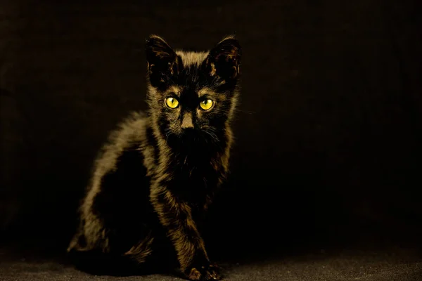 Una Toma Selectiva Enfoque Lindo Gato Negro Con Ojos Verdes —  Fotos de Stock