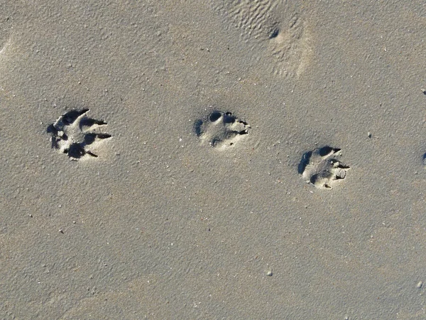 Dierenvoetafdrukken Sneeuw — Stockfoto