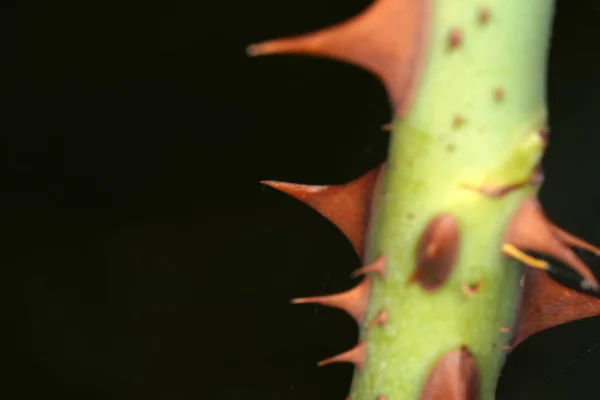 暗い背景に孤立したバラのとげのある茎のクローズアップショット — ストック写真
