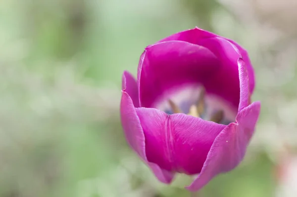 Ein Weicher Fokus Einer Rosa Tulpenblume Gegen Einen Verschwommenen Garten — Stockfoto