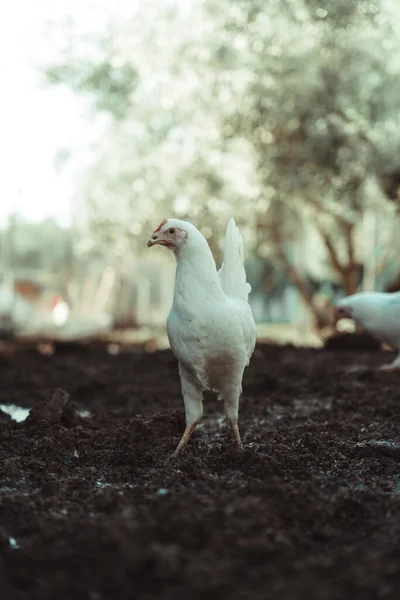農地の白いブロイラーの鶏 — ストック写真