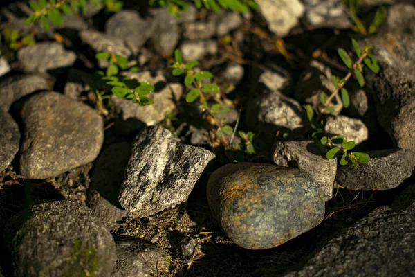 Eine Hochwinkel Aufnahme Von Steinen Unter Denen Grün Wächst — Stockfoto