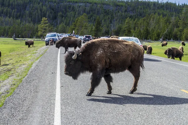 Gros Plan Buffles Traversant Une Route Dans Parc National Yellowstone — Photo