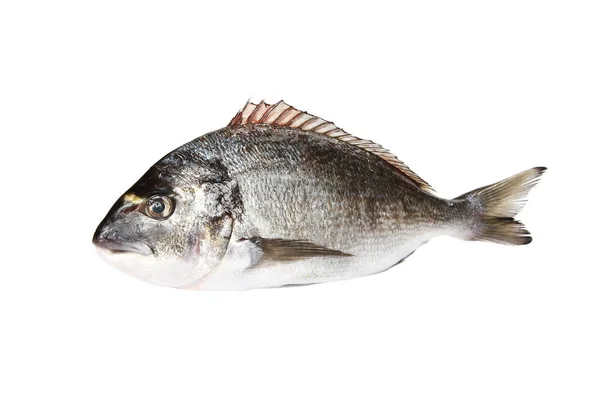 Zbliżenie Ujęcie Surowej Ryby Odizolowanej Białym Tle — Zdjęcie stockowe