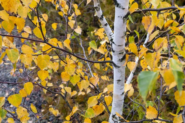 Крупный План Ветвей Серой Березы Поле Осенью Размытом Фоне — стоковое фото