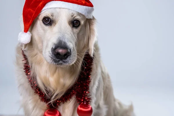 Uma Foto Close Recuperador Bonito Usando Chapéu Natal Decorações Brilhantes — Fotografia de Stock