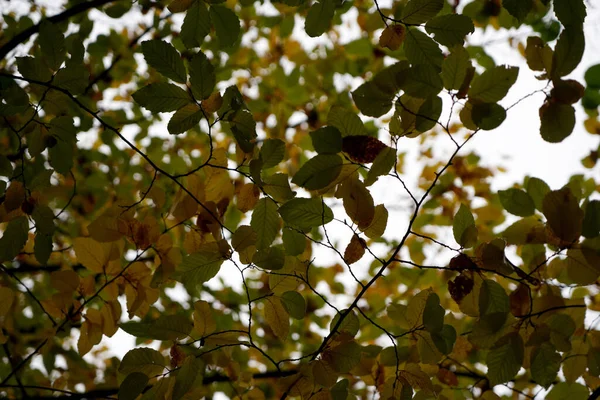 Eine Flache Aufnahme Von Herbstblättern Auf Einem Ast — Stockfoto