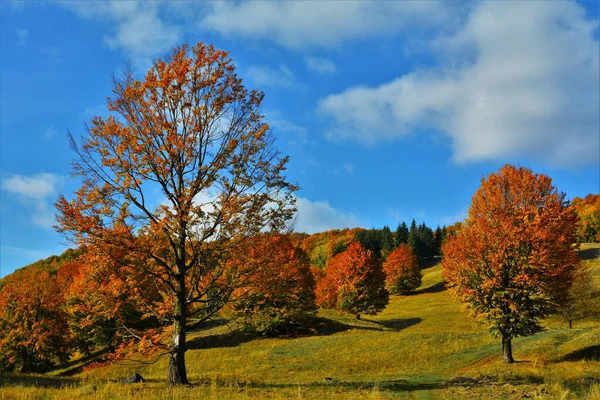 구름낀 형형색색의 잎으로 뒤덮인 지역의 아름다운 — 스톡 사진
