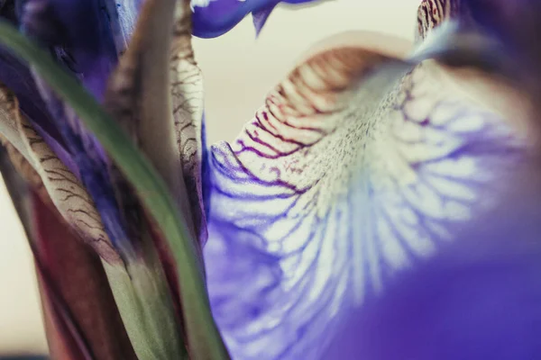 Makro Záběr Duhovky Květiny — Stock fotografie