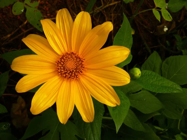 庭に咲く黄色いコスモスの花のクローズアップ — ストック写真