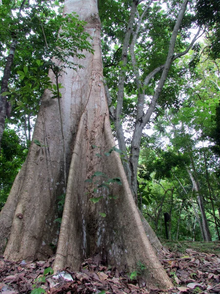 Vertikální Záběr Lesa Vysokými Stromy Zelenými Rostlinami — Stock fotografie