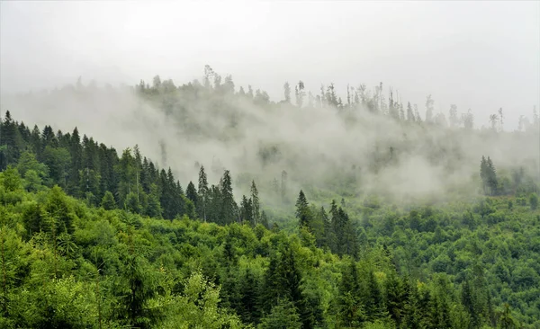 Mystisk Grön Skog Täckt Dimma — Stockfoto