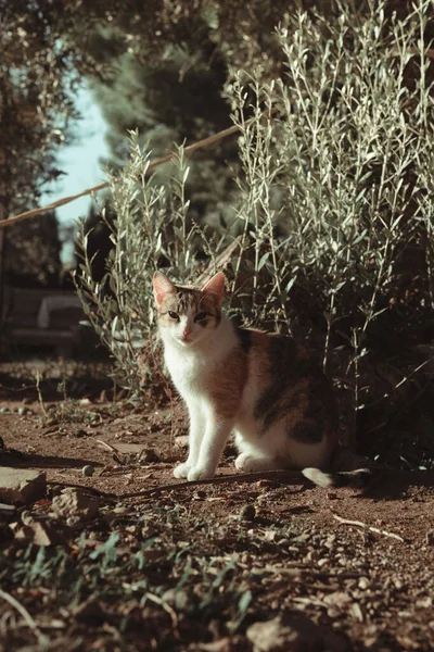 Küçük Şirin Bir Kedi Yavrusu Çalıların Yanında Yerde Oturuyor — Stok fotoğraf