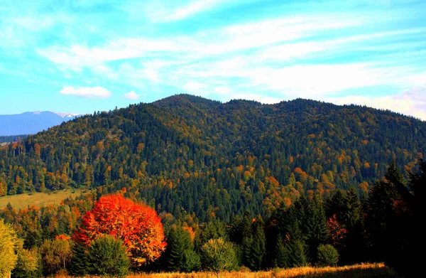 Majestic Shot Densely Forested Mountain Covered Colorful Lush Autumn Vegetation — Stock Photo, Image