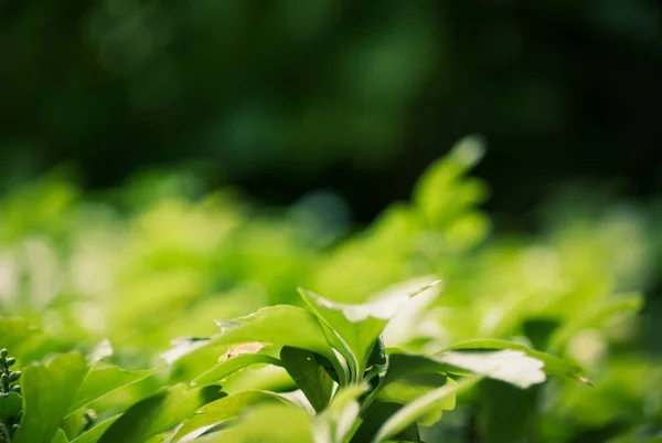 Primer Plano Plantas Verdes Bajo Luz Del Sol — Foto de Stock